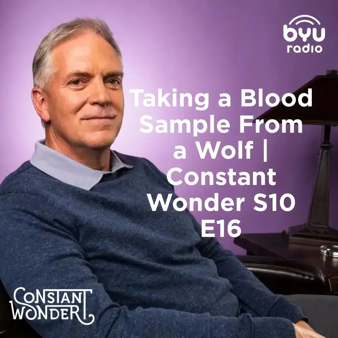 Read more about the article Taking a Blood Sample From a Wolf | Constant Wonder S10 E16